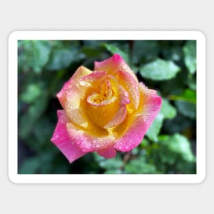 Rose in Spring Rain Sticker